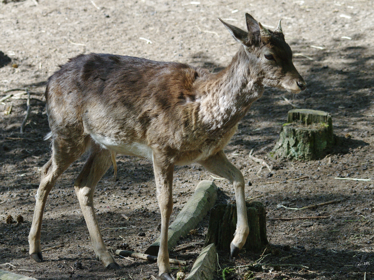 Ein Europischer Damhirsch. (Gstrow, April 2009)