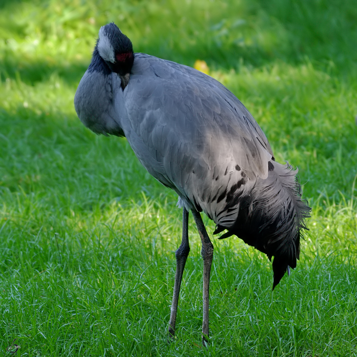 Ein Europischer Graukranich im Zoo Dortmund. (September 2008)