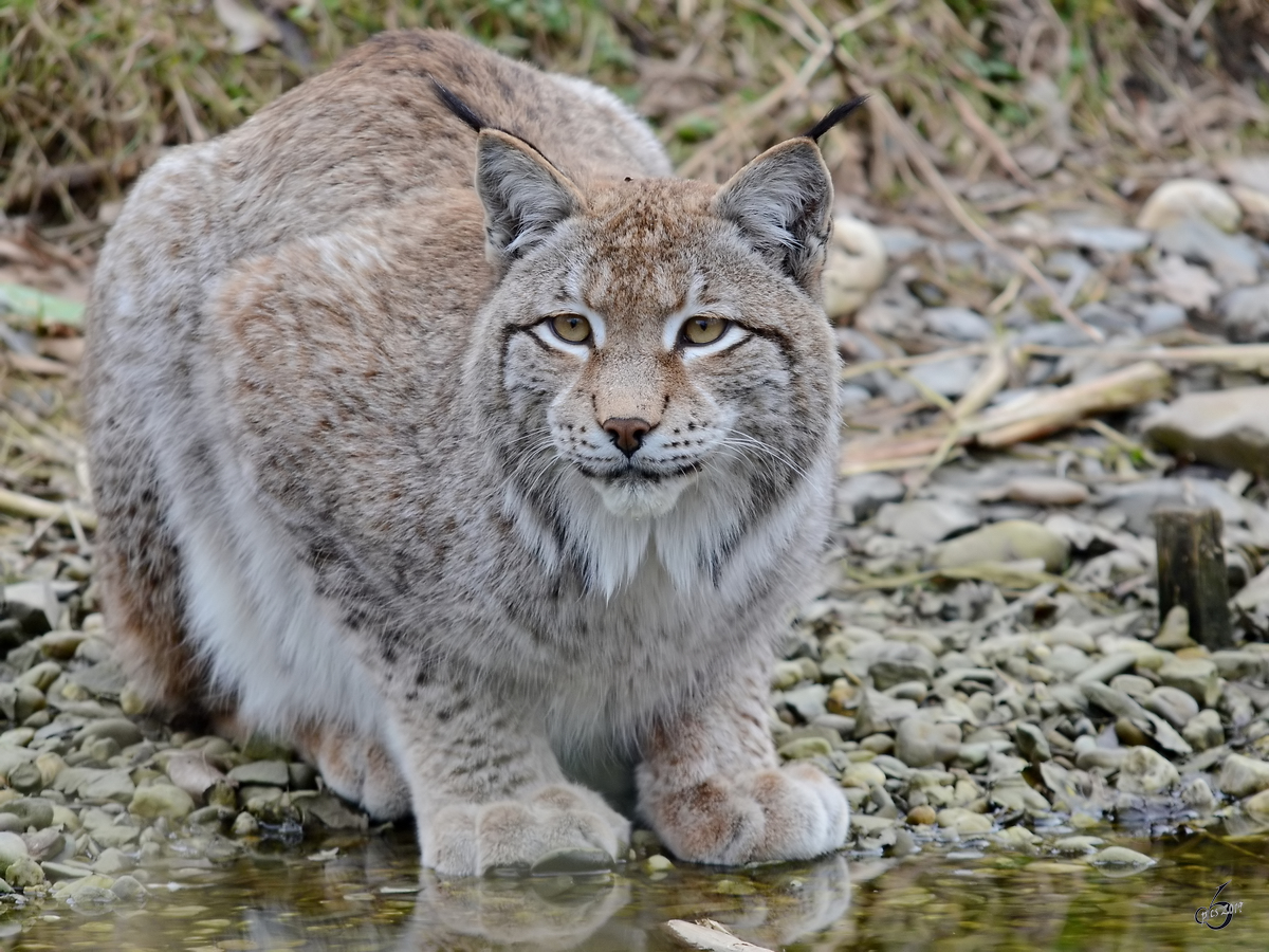 Ein Europischer Luchs Ende Februar 2011 im Zoom Gelsenkirchen.