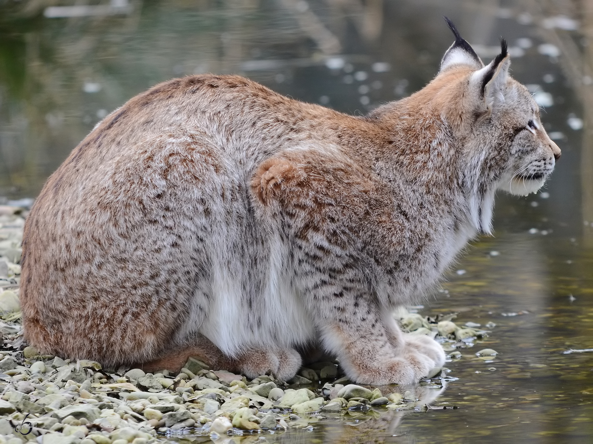 Ein Europischer Luchs Ende Februar 2011 im Zoom Gelsenkirchen.