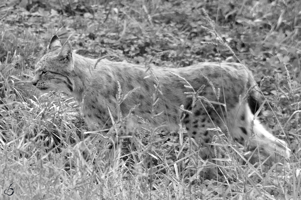 Ein Europischer Luchs im Zoom Gelsenkirchen. (September 2009)