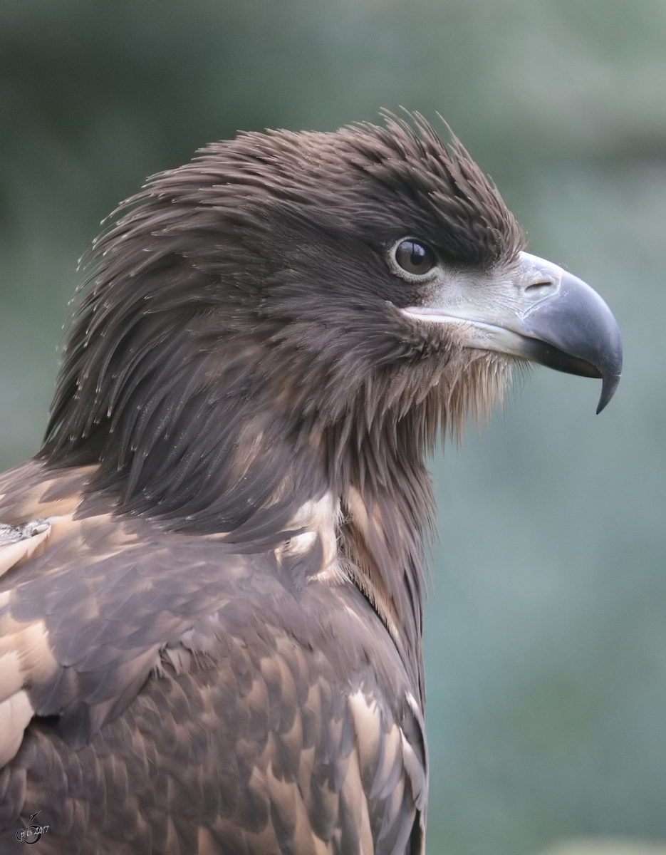 Ein Europischer Seeadler, abgelichtet im Burgers' Zoo Arnheim. (Mrz 2013)