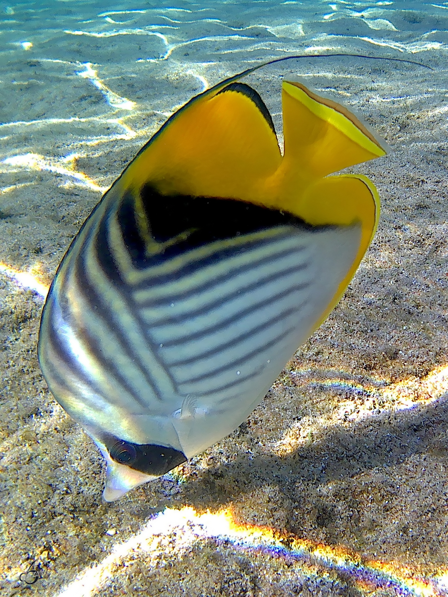 Ein Fhnchen-Falterfisch im Roten Meer. (Scharm El Scheich, Dezember 2018)