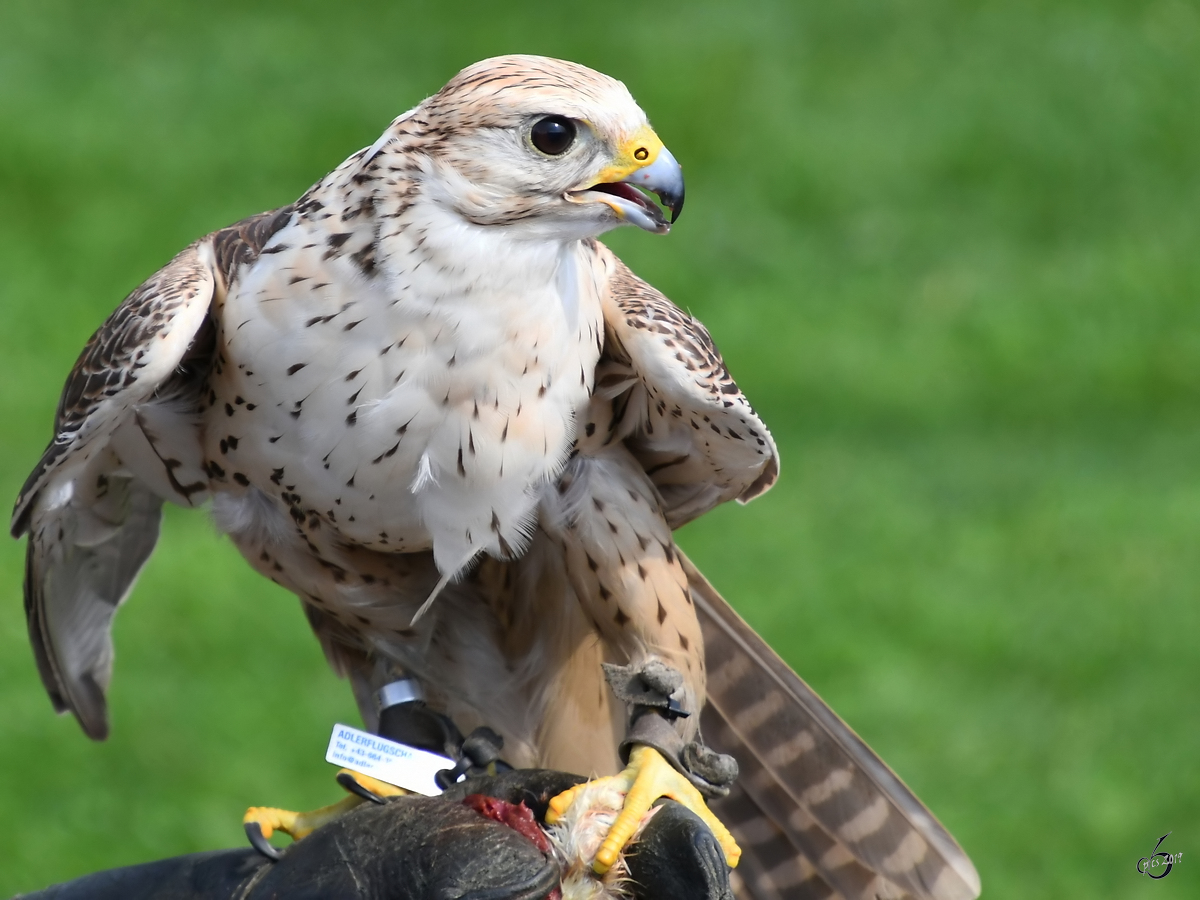 Ein Falke whrend einer Greifvogel-Show auf der Burgruine Landskron. (Villach, August 2019)