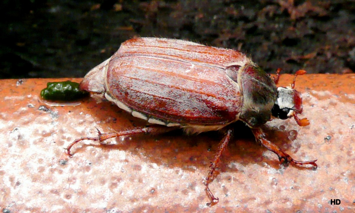 Ein Feldmaikfer (Melolontha melolontha) und seine Ausscheidungen.