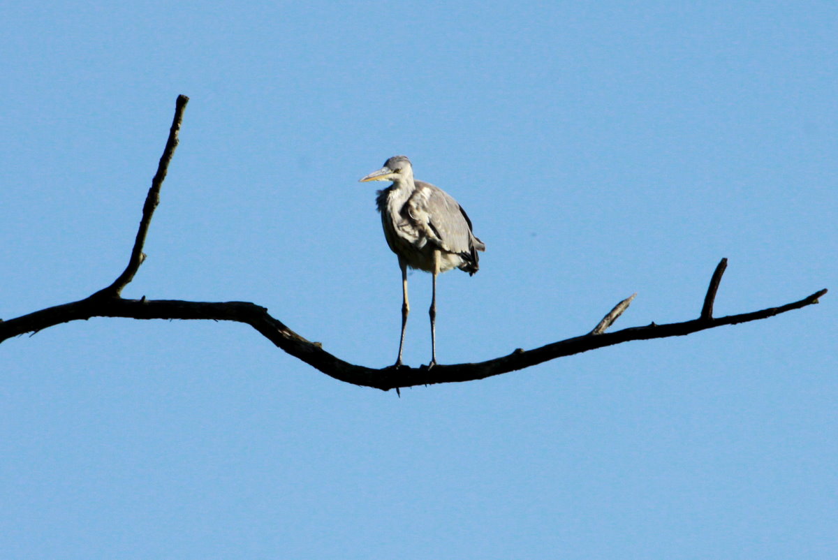 Ein Fischreiher sitzt auf einem Baum ber dem Farchauer Mhlenteich, 06.07.2014