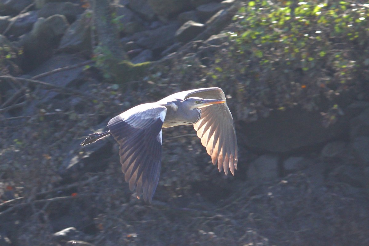 Ein Fischreiher, der ber dem abgelassenen Feuersee in Murrhardt, gleitet. Aufgenommen am  15.10.2017.