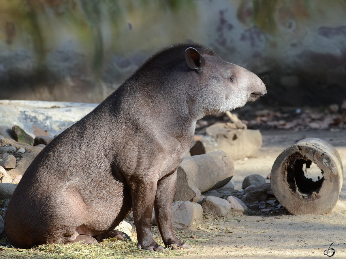 Ein Flachlandtapir, fotografiert im Zoo Barcelona (Dezember 2011)