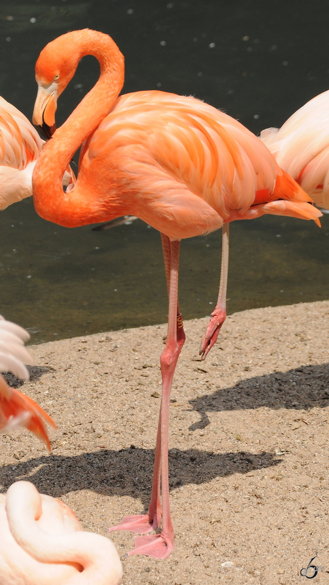 Ein Flamingo im Zoo Dortmund. (Juni 2010)