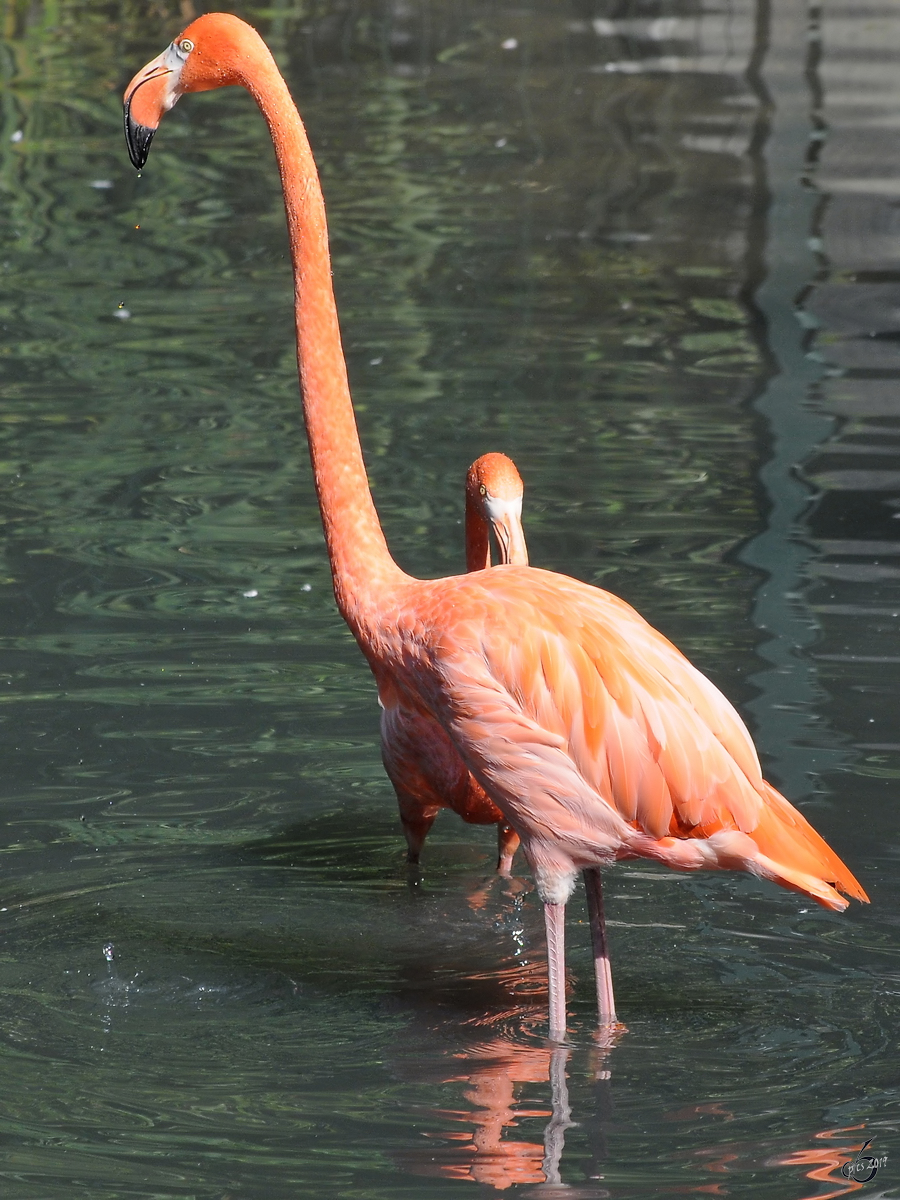 Ein Flamingo im Zoo Dortmund. (September 2010)