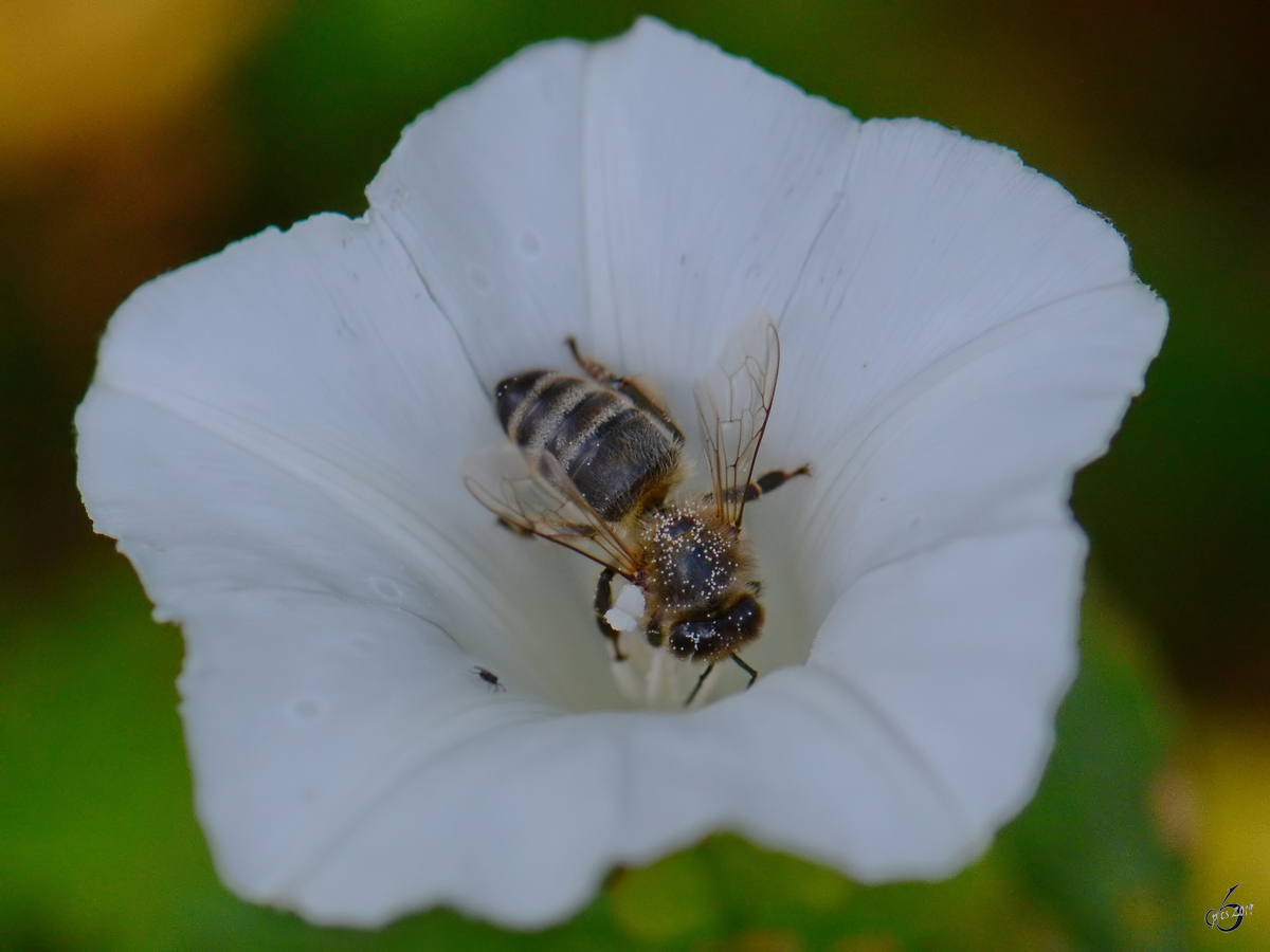 Ein fleiiges Bienchen in den Peenewiesen bei Jarmen. (August 2012)