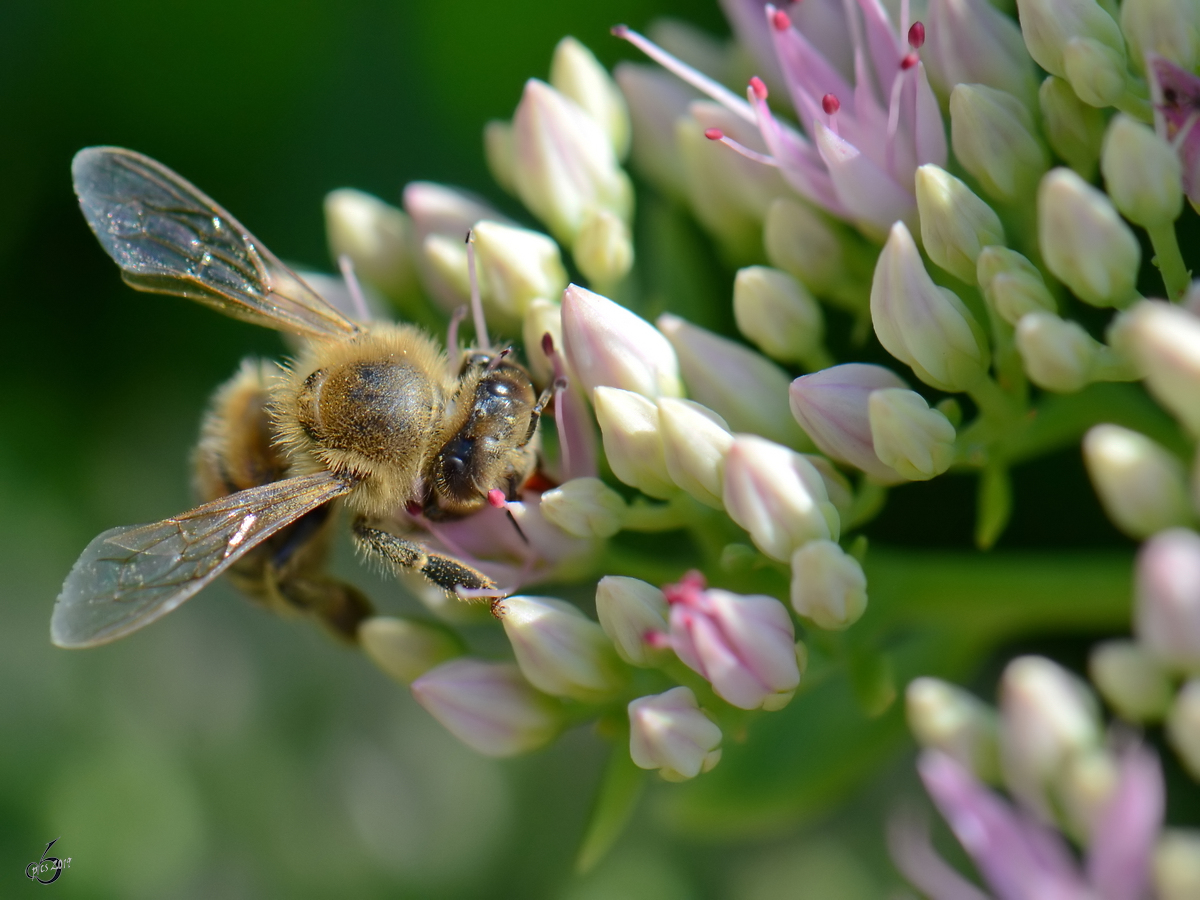 Ein fleiiges Bienchen sucht frischen Nektar. (Jarmen, August 2012)