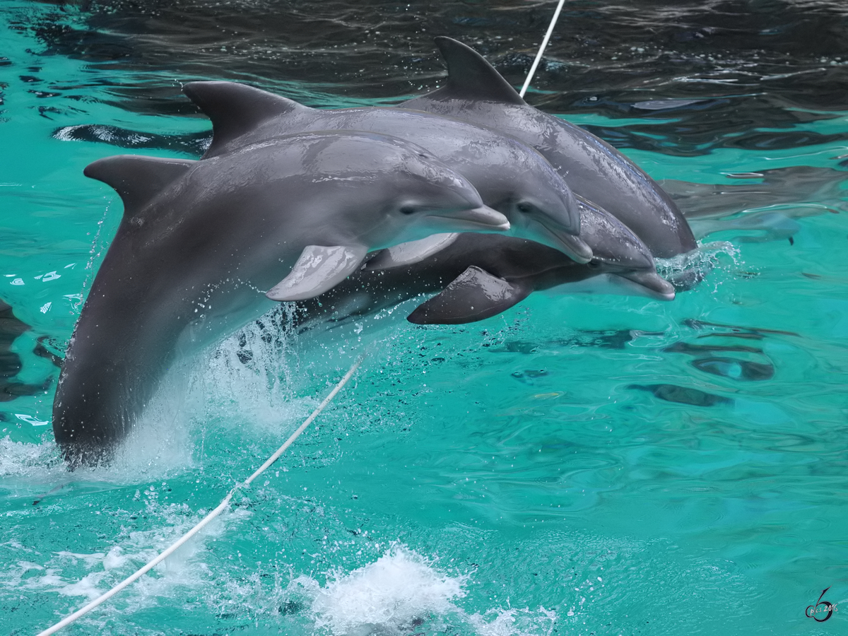 Ein  fliegender  Delfin whrend einer Vorfhrung im Zoo Duisburg. (September 2010)