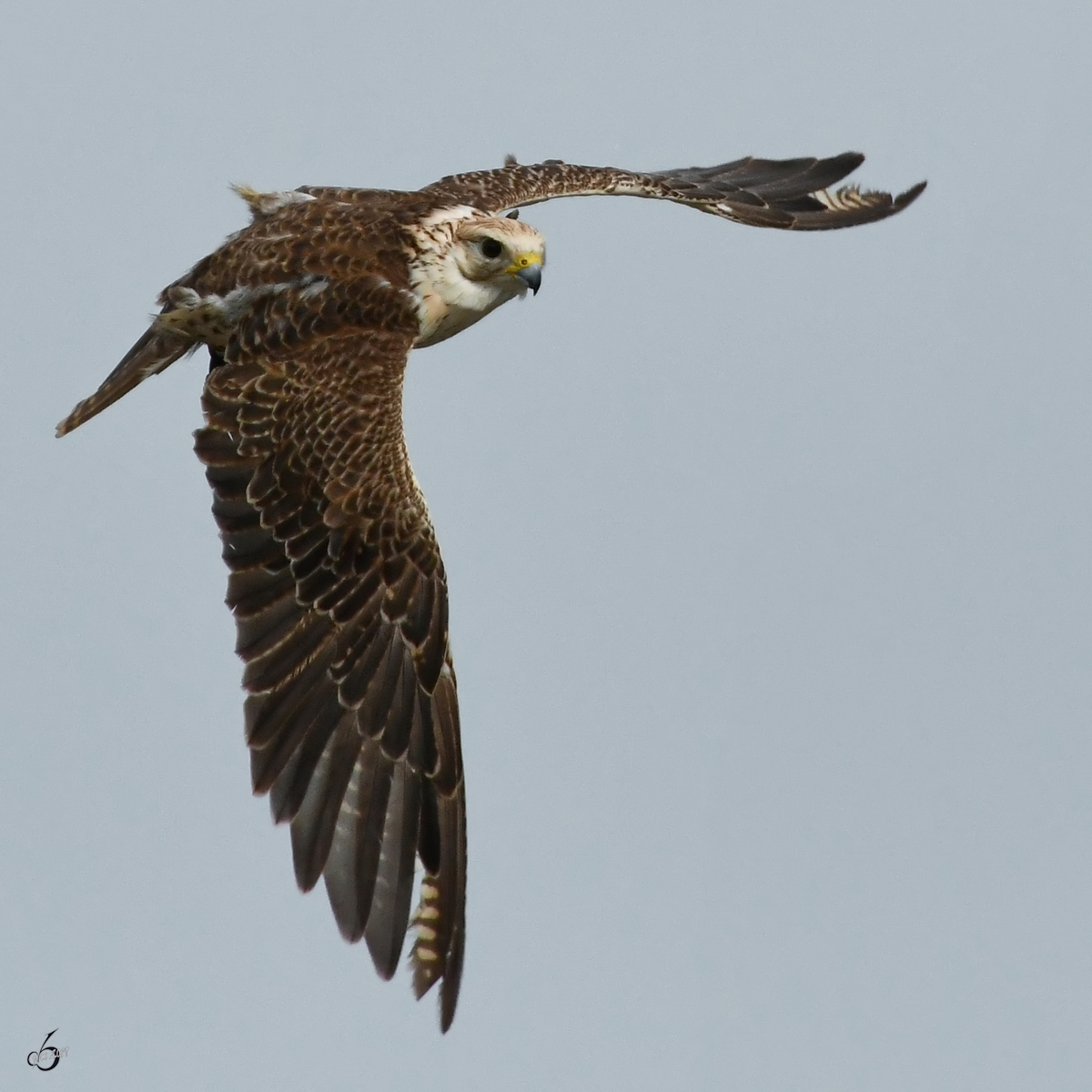 Ein fliegender Falke whrend einer Greifvogel-Show auf der Burgruine Landskron. (Villach, August 2019)