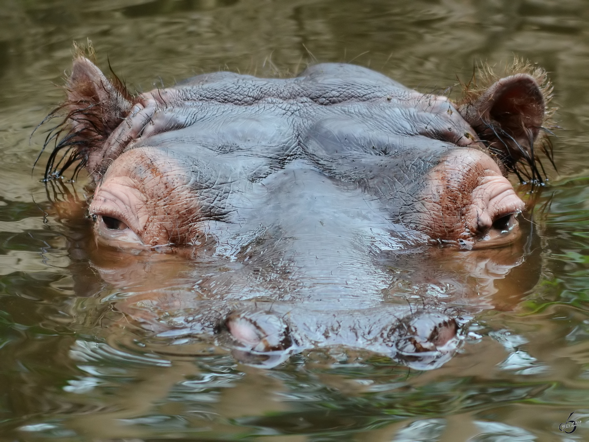 Ein Flusspferd Ende Februar 2011 im Zoom Gelsenkirchen.