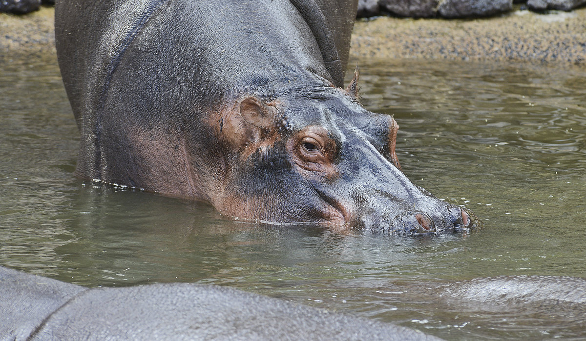 Ein Flusspferd (Hippopotamidae) im Oasis Park auf der Insel Fuerteventura in Spanien. Aufnahme: 19. Oktober 2017.