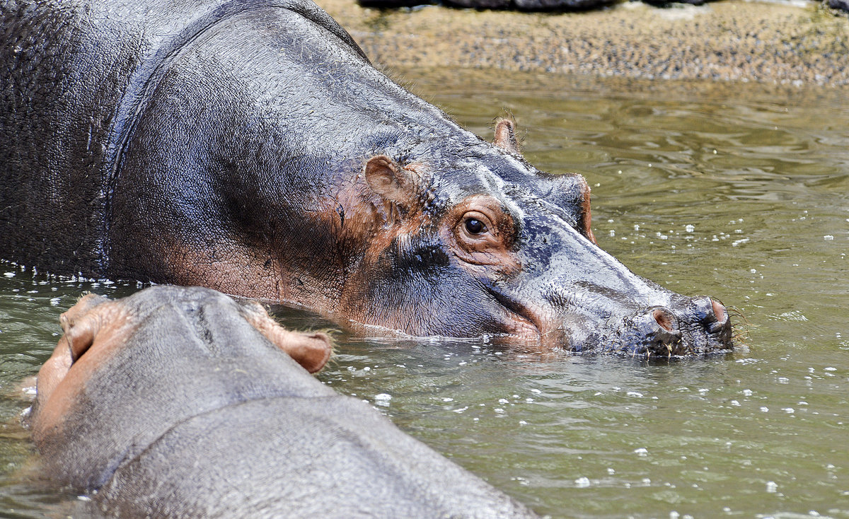 Ein Flusspferd (Hippopotamidae) im Oasis Park auf der Insel Fuerteventura in Spanien. Aufnahme: 19. Oktober 2017.