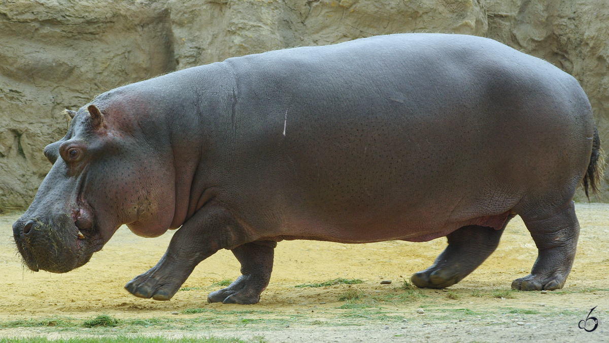 Ein Flusspferd im Zoom Gelsenkirchen. (September 2008)