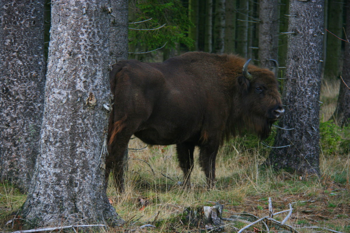 Ein freilaufender Wisent im Rothaargebirge.