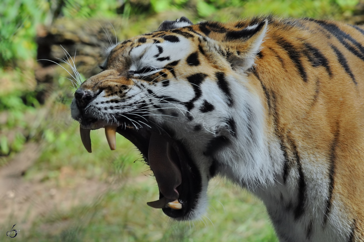 Ein ghnender Amurtiger Anfang Juli 2010 im Zoo Schwerin.