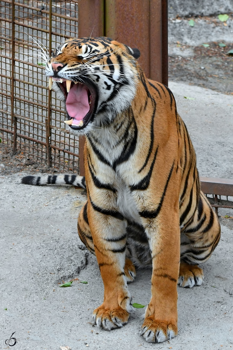 Ein ghnender Sumatratiger Anfang Juni 2018 im Zoo Aalborg.