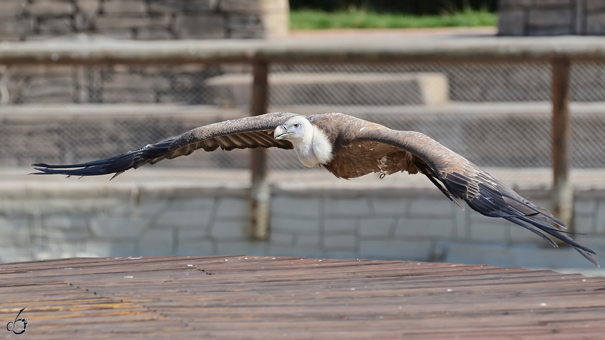 Ein Gnsegeier im Flug. (Zoo Madrid, Dezember 2010)