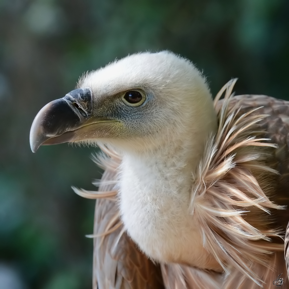 Ein Gnsegeier im Portrait. (Zoo Madrid, Dezember 2010)