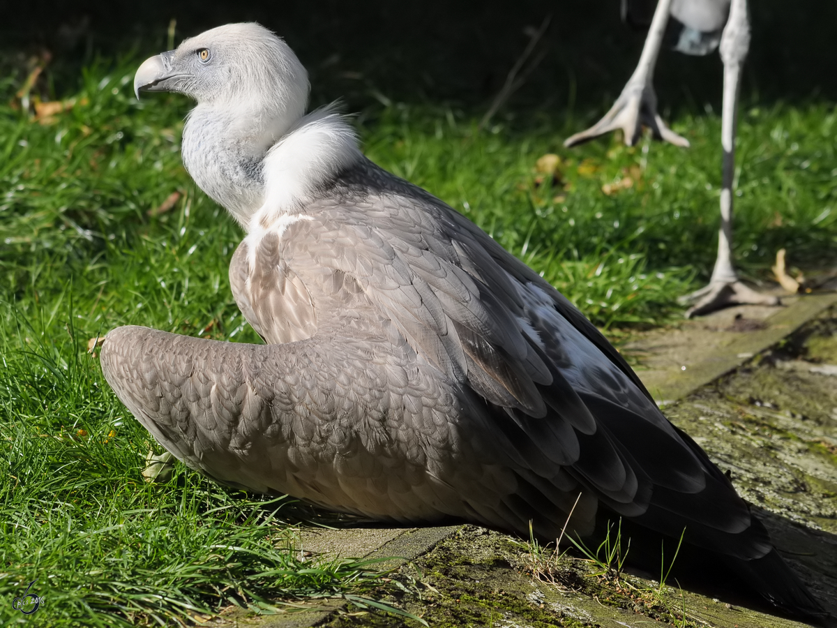 Ein Gnsegeier im Zoo Duisburg. (September 2010)