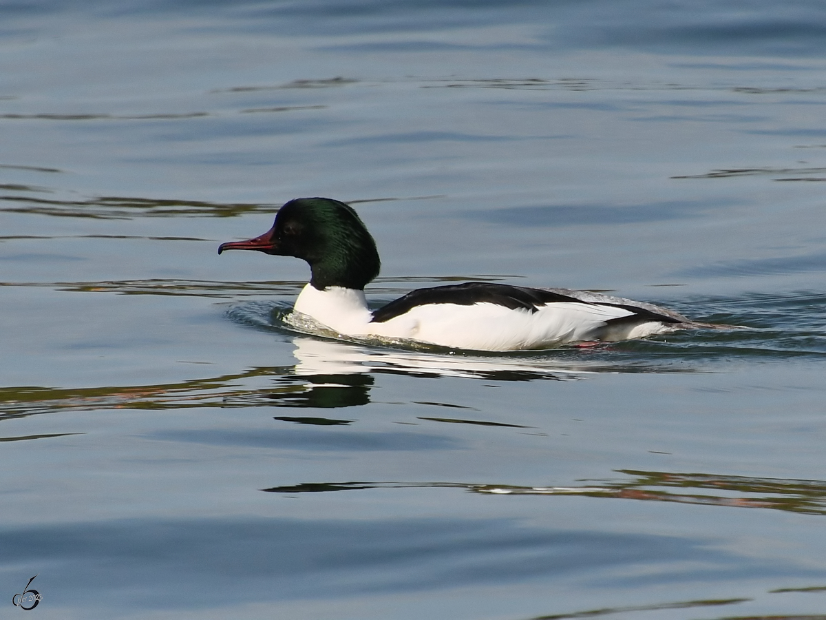 Ein Gnsesger schwimmt im kalten Wasser. (Priwall, Mai 2023)