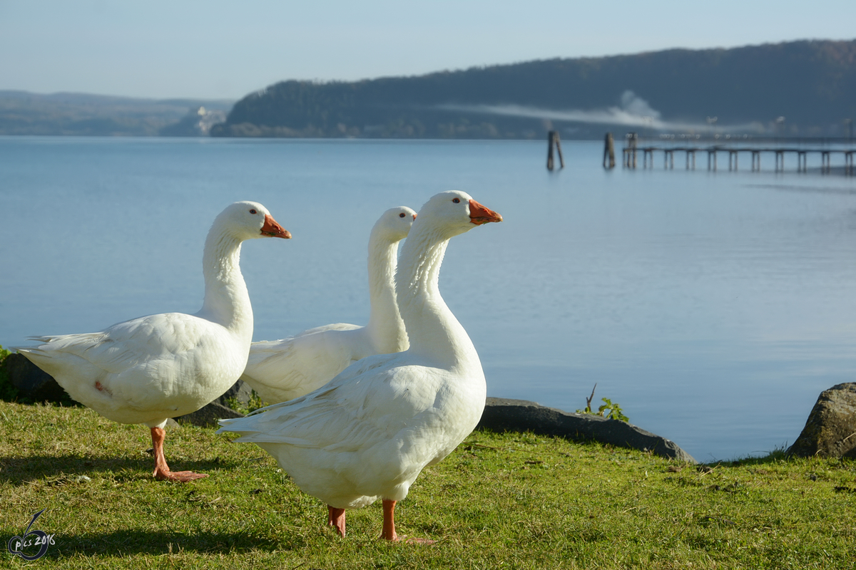 Ein Gnsetrio am Lago di Bracciano