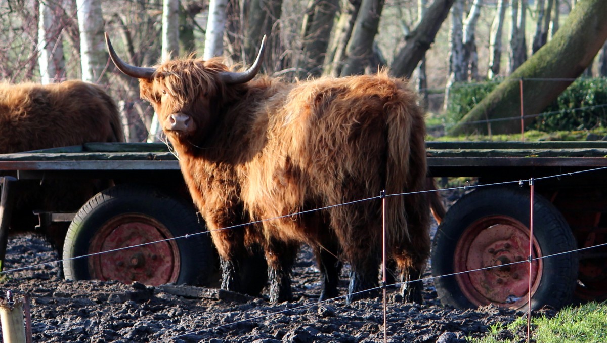 Ein Galloway Rind am 20.11.2013 in der Wesermarsch.