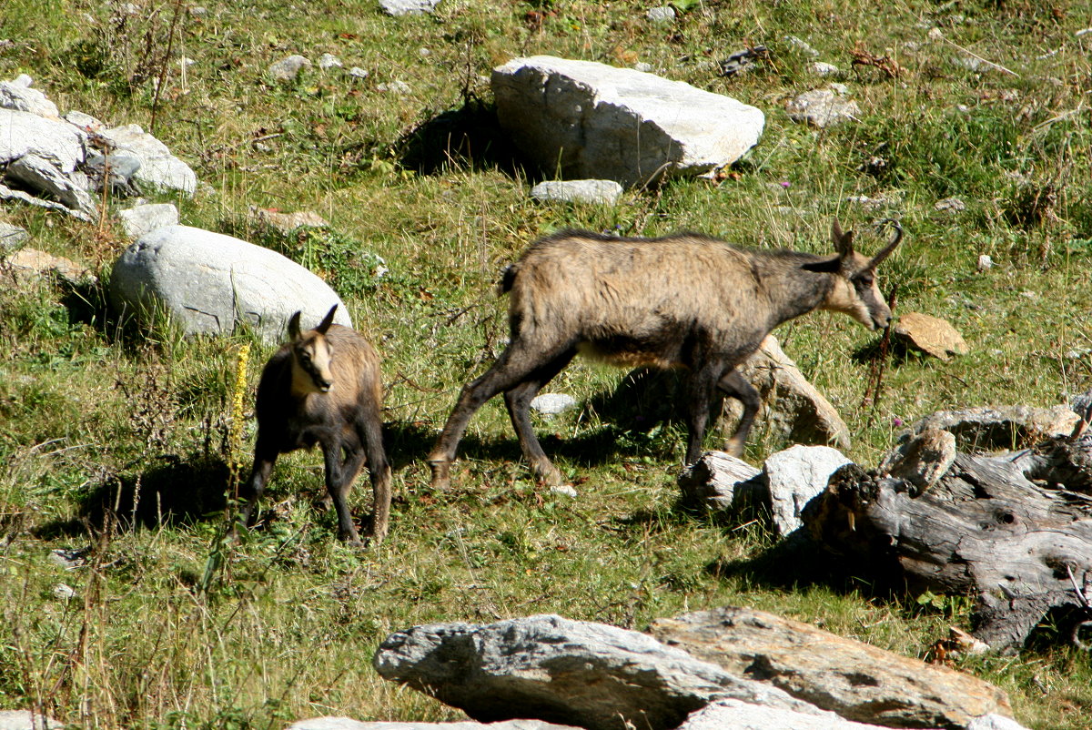 Ein Gamsgei mit Jungtier an der Nufenenpassstrasse; 10.10.2015