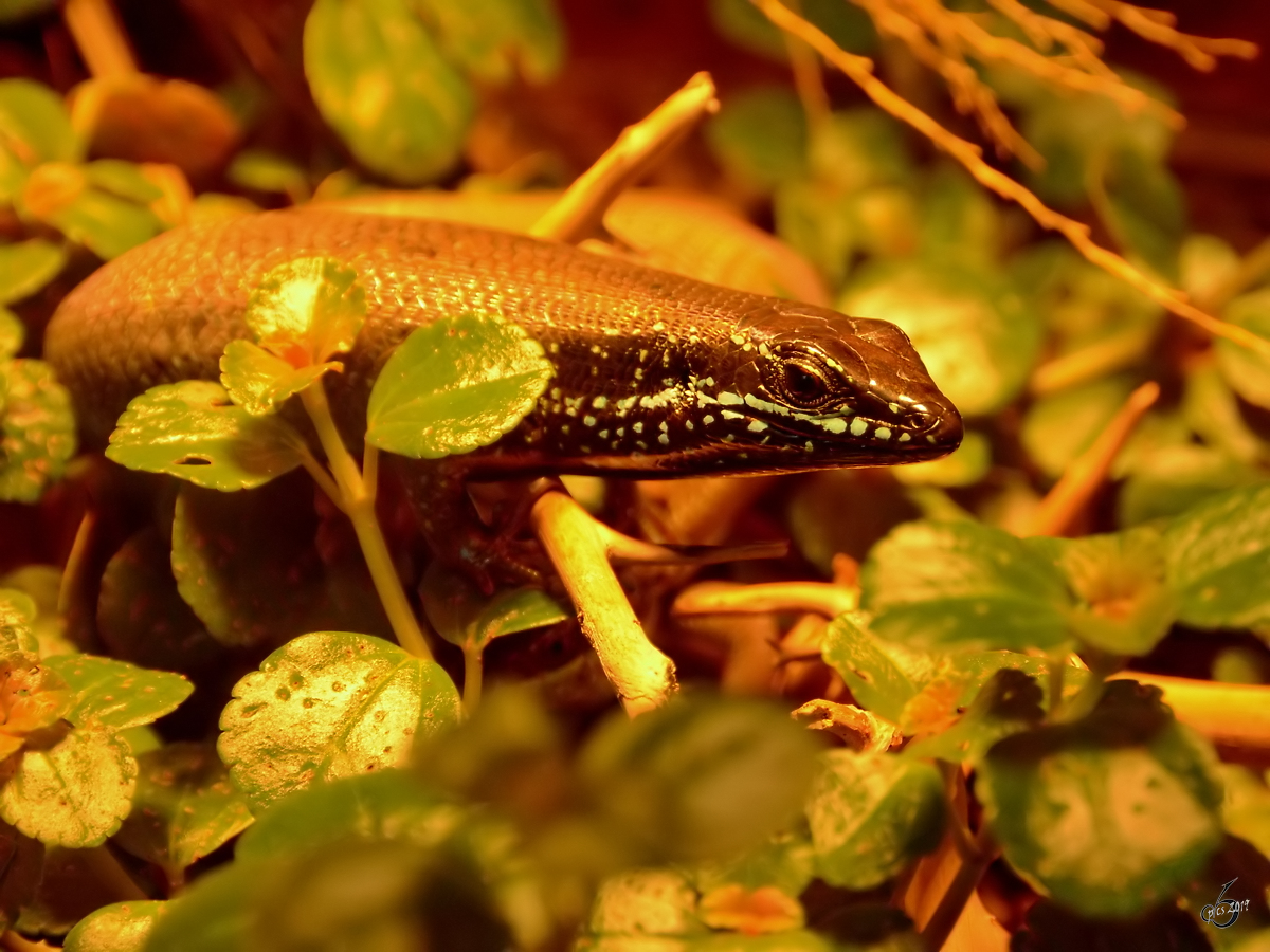 Ein Gecko (?) Mitte Mai 2011 im Terrazoo Rheinberg.