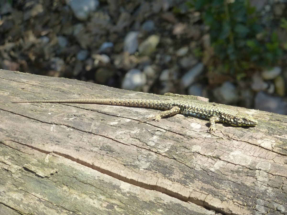 Ein Gecko sitzt hier im August 2015 auf einem Baumstamm.