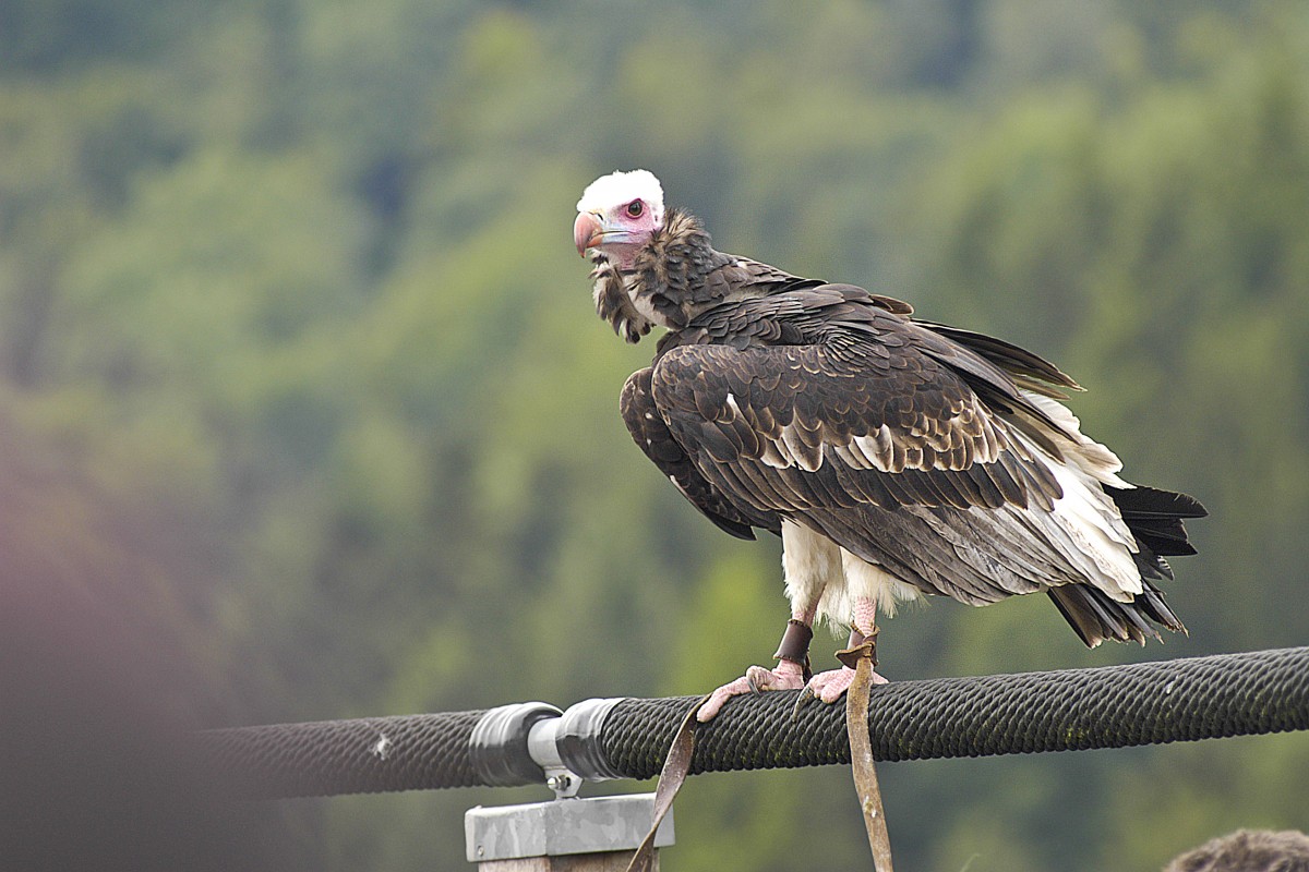 Ein Geier in der Adlerwarte Berlebeck in Westfalen. Aufnahme: Juli 2007.