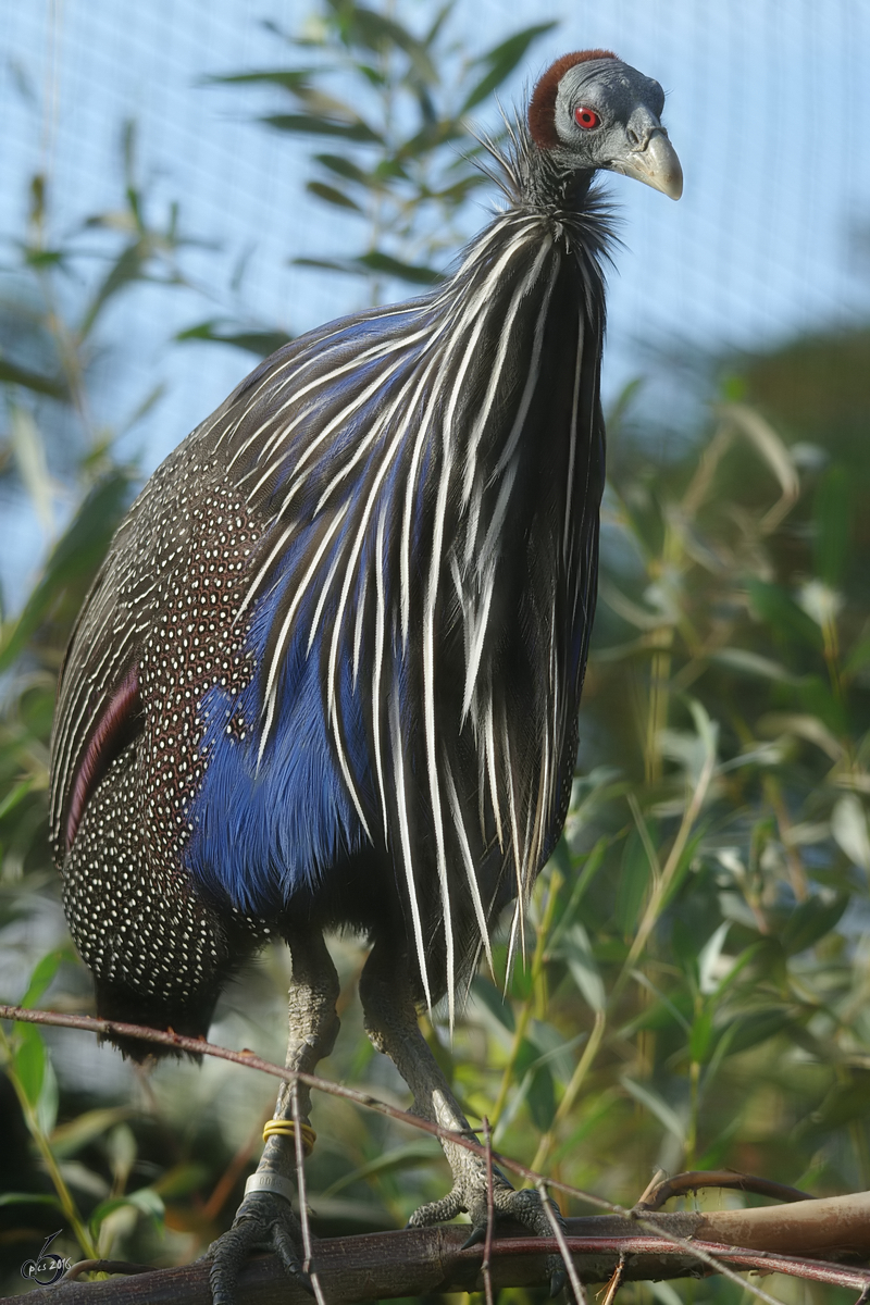 Ein Geier-Perlhuhn im Zoom Gelsenkirchen. (September 2009)