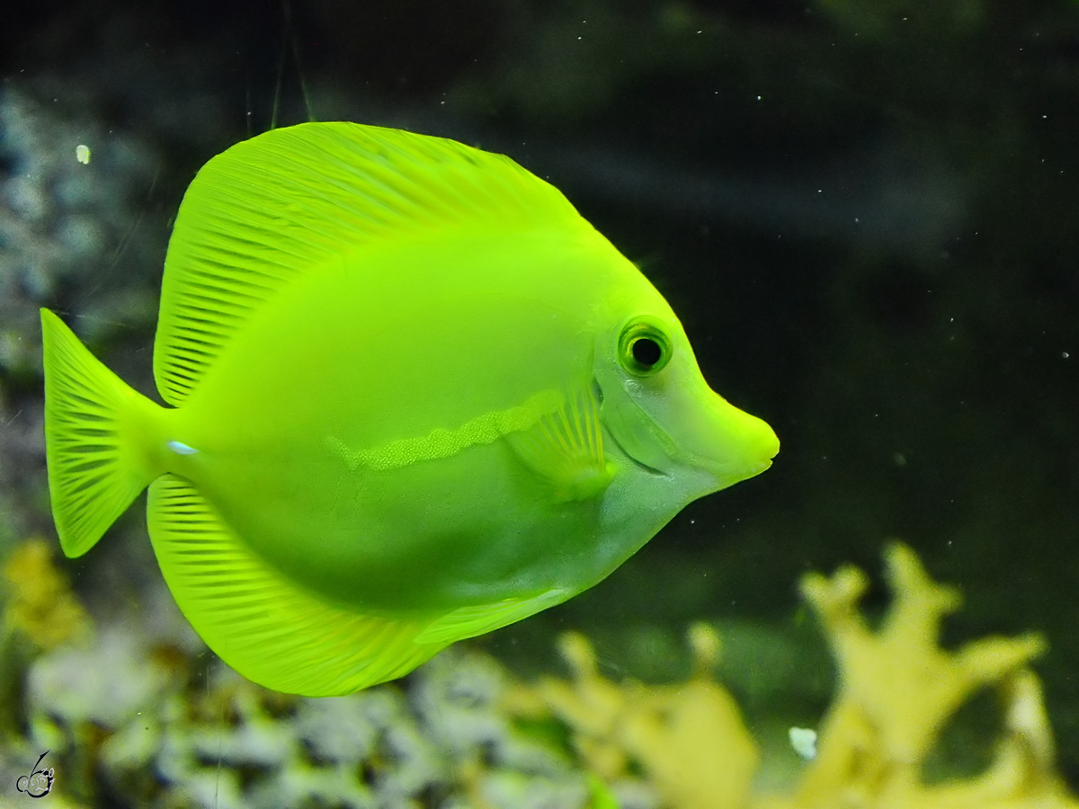 Ein Gelber Segelflossendoktor im Aquarium des Madrider Zoo´s. (Dezmember 2010)