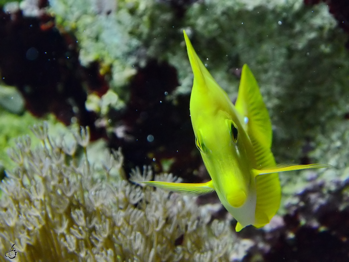 Ein Gelber Segelflossendoktor im Aquarium des Madrider Zoo´s. (Dezmember 2010)