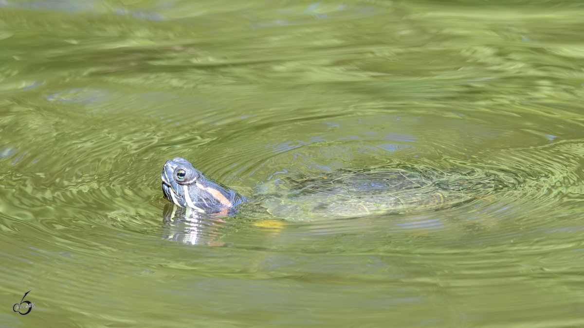 Ein Gelbwangen-Schmuckschildkrte im Zoo Duisburg. (Juni 2013)