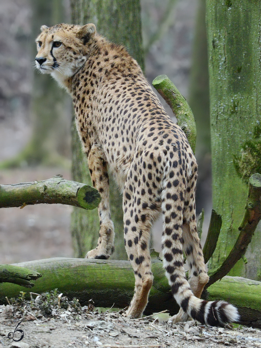 Ein Gepard