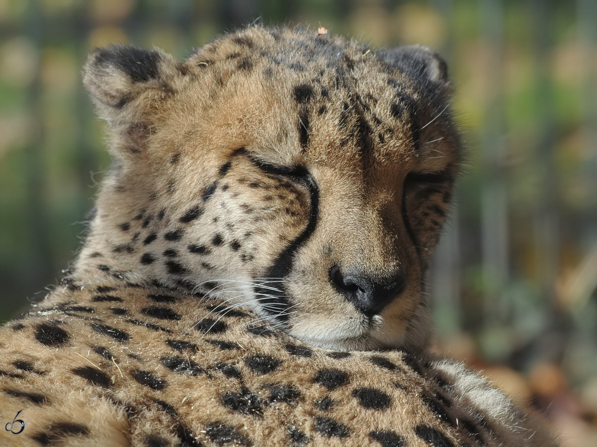 Ein Gepard dst in der Sonne. (Tiergarten Schnbrunn Wien, November 2010)