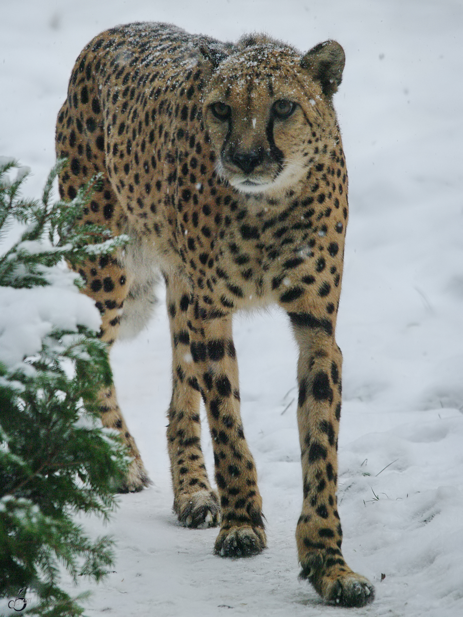 Ein Gepard luft etwas unglubig durch den Schnee. (Zoo Rostock, Januar 2010)