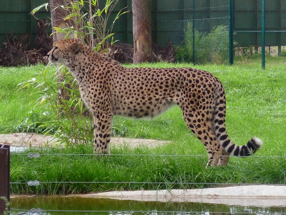 Ein Gepard im Serengetipark, 9.9.15