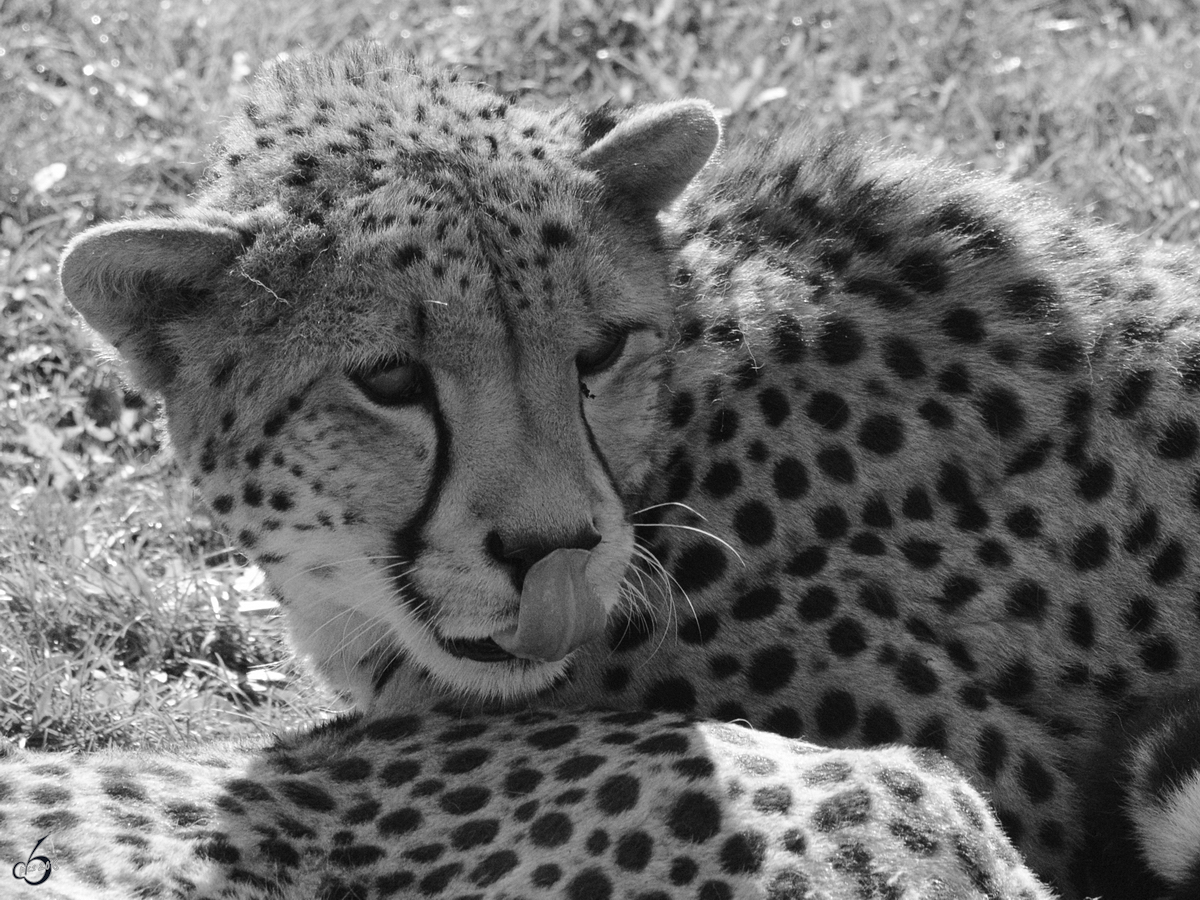 Ein Gepard im Zoo Safaripark Stukenbrock. (Oktober 2014)