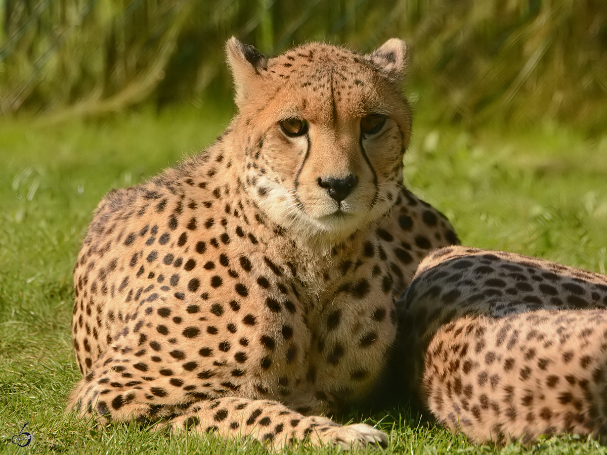 Ein Gepard im Zoo Safaripark Stukenbrock. (Oktober 2014)