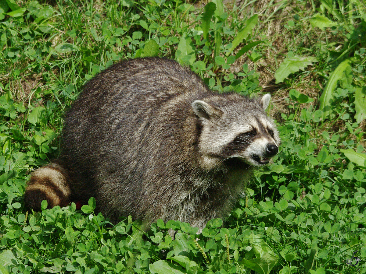 Ein gereizter Waschbr im Zoom Gelsenkirchen. (September 2009)