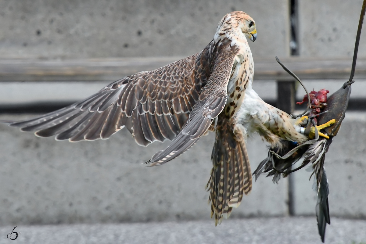 Ein Gerfalke auf der Jagd. (Burgruine Landskron Villach, August 2019)