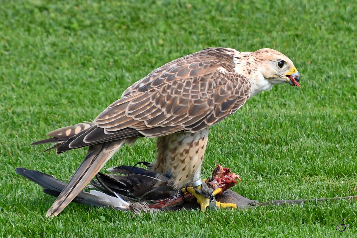 Ein Gerfalke hat seine  Beute  erlegt. (Burgruine Landskron Villach, August 2019)