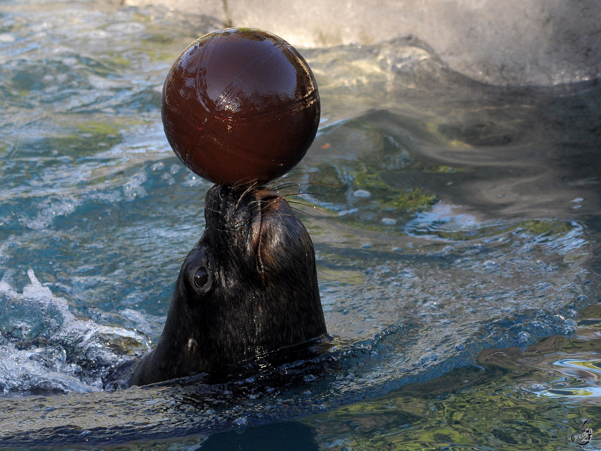 Ein geschickter Seelwe beim Wasserball spielen. (Zoo Madrid, Dezember 2010)