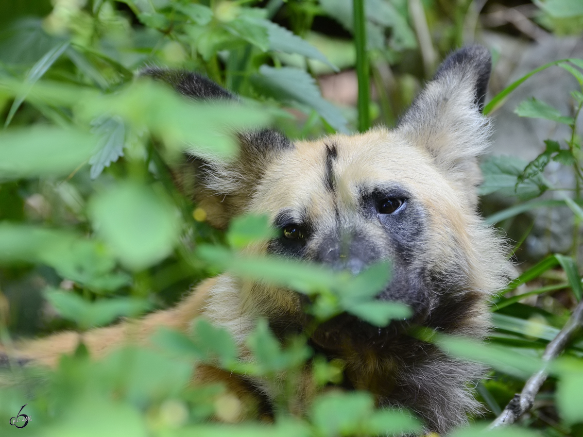 Ein im Gestrüpp versteckter Afrikanischer Wildhund. (Zoo Duisburg, Juli 2013)